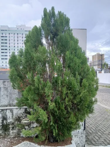 Árvores de Natal Tuia mais de 3.5 metros de altura para vender hoje