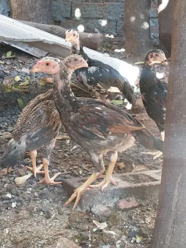 Frango caipira 