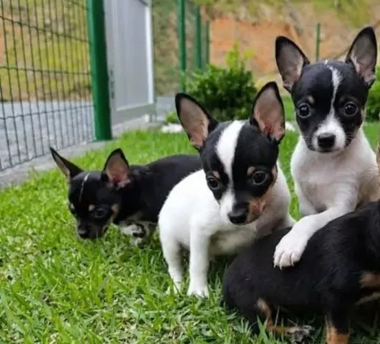 Pinscher zero fêmeas disponíveis