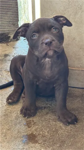 Filhotes Pit Monster - Brazilian Bull