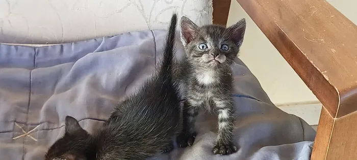 Doação  2 gatos filhotes 