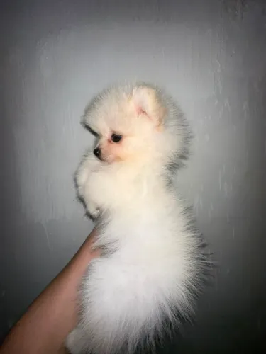 Spitz alemão ( Lulu da pomerania ) fêmea