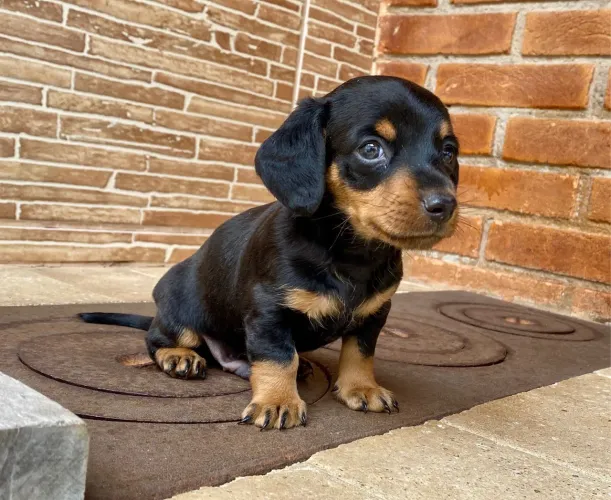 Dachshund filhotes mini macho e fêmea 