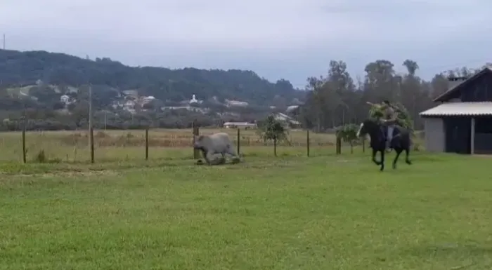 Vaca  mecânica motorizada 