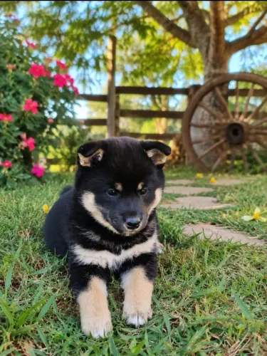 Cão de raça Shiba Inu 