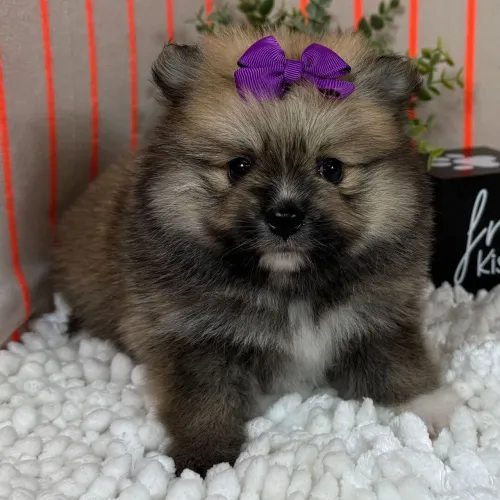 Spitz Alemão | Lindos Filhotes disponível para entrega imediata