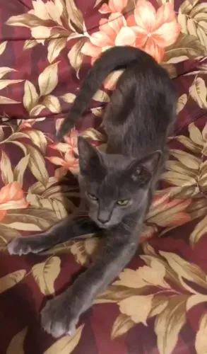 Gatinho Russian Blue 4 meses Macho Castrado