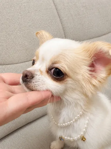 Chihuahua fêmea pelo longo à pronta entrega