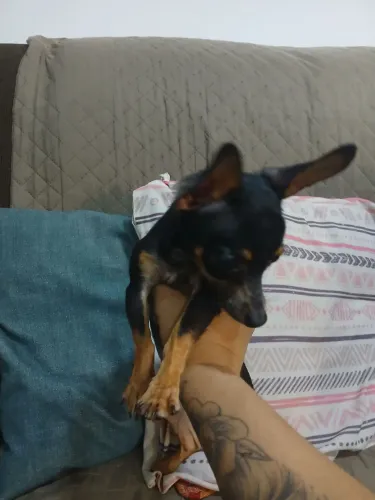 Pinsher 0 fêmea