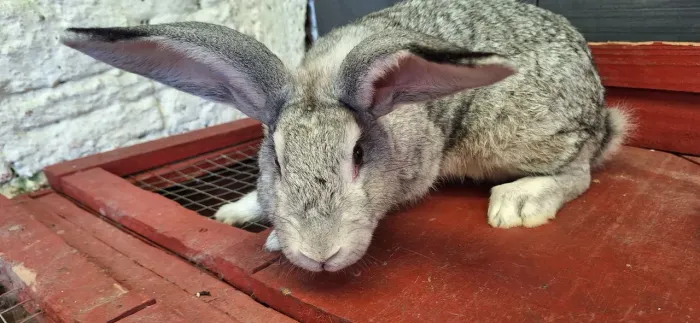 Coelhos gigantes de flandres 