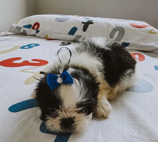 Shitzu filhote Macho