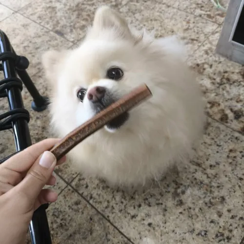 Lulu macho 4 anos 
