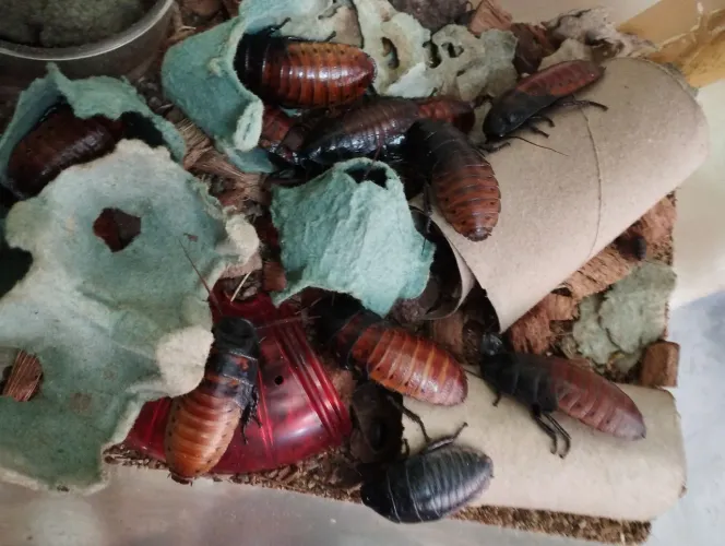 Tenébrios e Baratas