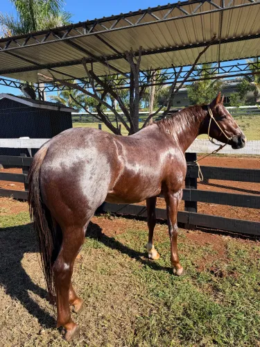 Cavalo quarta de Milha 