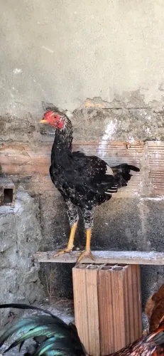 Galo Frango Índio Gigante