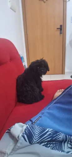 Shih Tzu Fêmea - 5 meses 