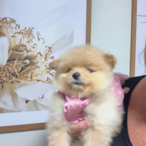 Lulu da Pomerânia 
