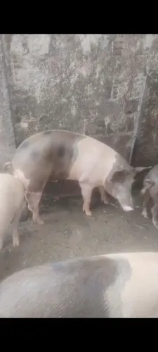 Porcos