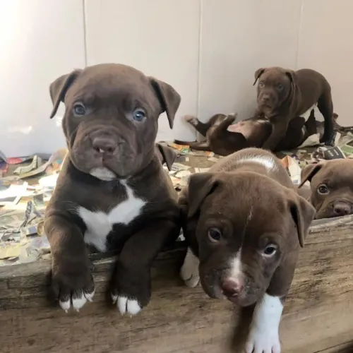 Filhotes pit bul 