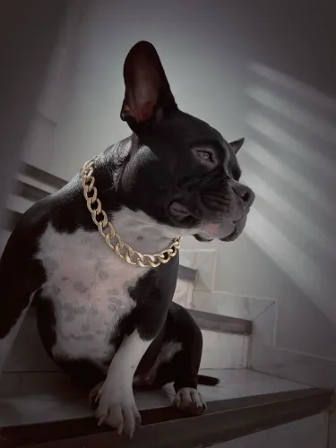 Micro Bully
