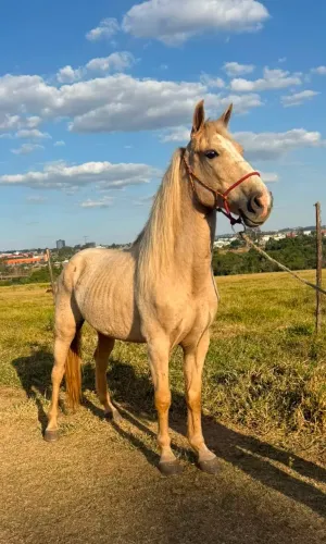 Cavalo Mangalarga