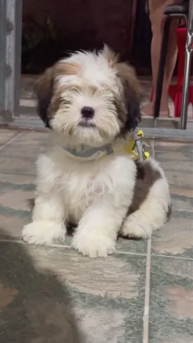 Cachorro