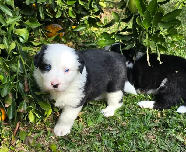 BorderCollie com pedigree