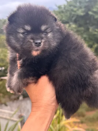 Spitz alemão