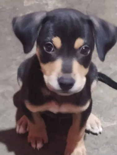 Cachorro filhote doação