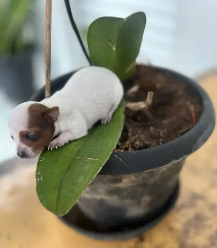 Pinscher mini 00