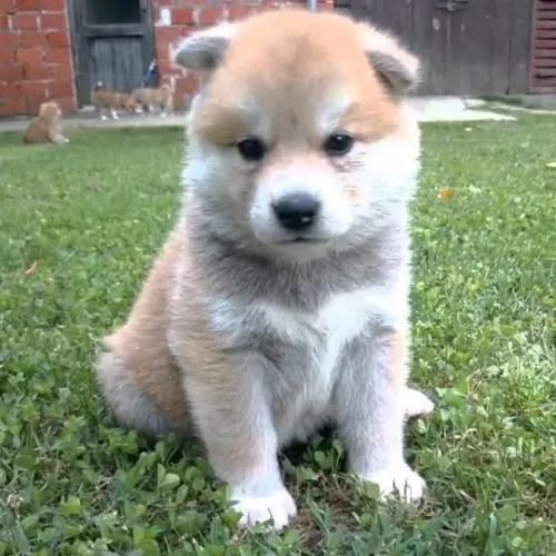 Filhotes de Husky Siberiano | Amor em forma de amizade.
