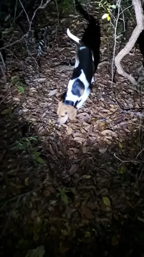 Beagle com americano