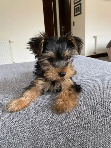 Yorkshire Filhotinho que vai deixar sua casa ainda mais feliz