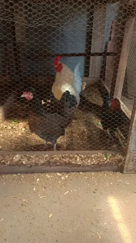 Trio de galinha garnize