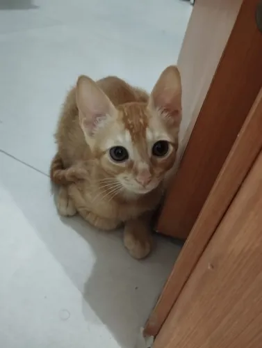 Gato, gatinho para doação