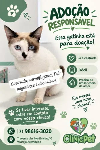 Gatinha para adoção