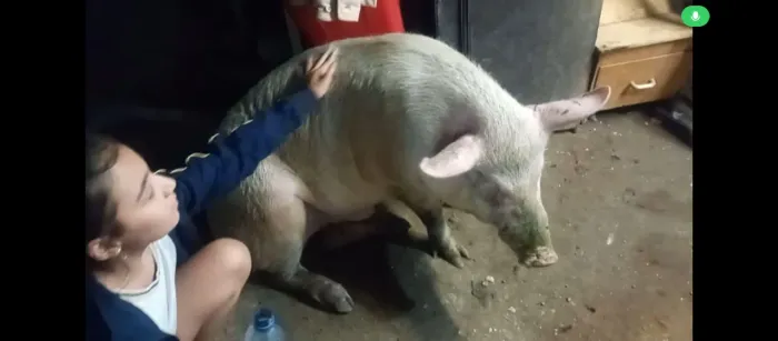 Porco macho para cruza, cobertura ou castração e engorda 