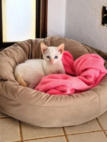Gatinho
