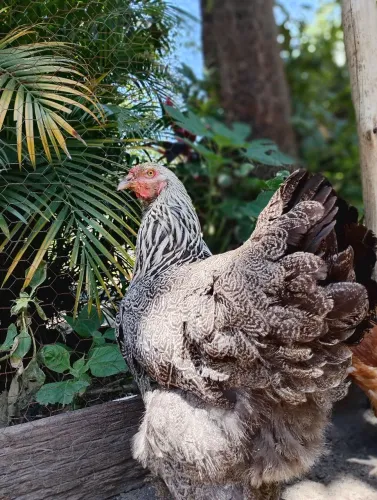 Galinha Brahma Dark