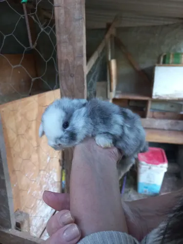 Coelhos mini loop uruguaio