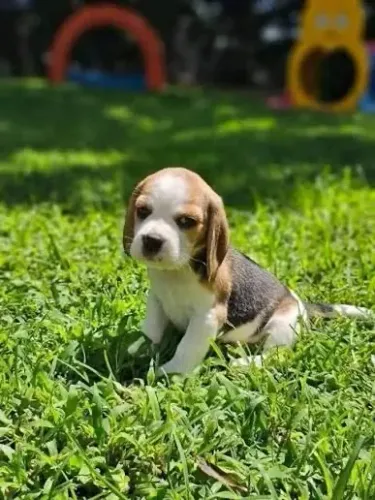 Beagle filhotinhos amigáveis