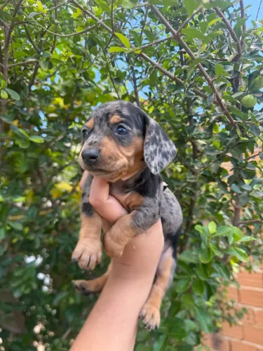 Salsisinha almofada Basset dachshund fêmea 