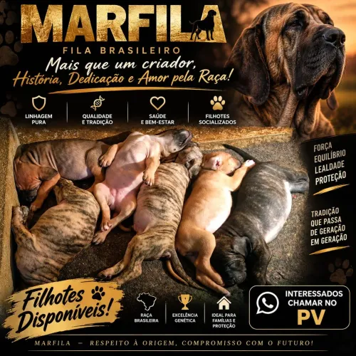 Llindos filhotes de Fila Brasileiro!