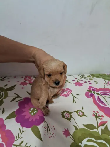 Lindo presente pra o dia das crianças tamanho pequeno macho