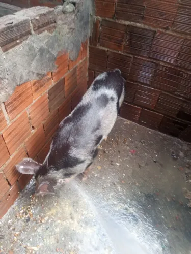 Porco capado no ponto de corte