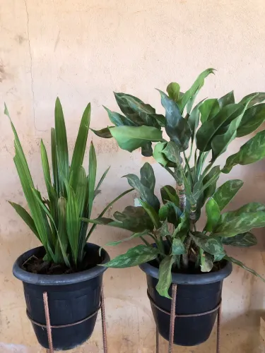 Plantas