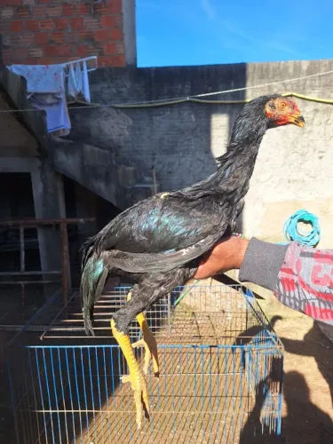 Frangos mura 3 meses