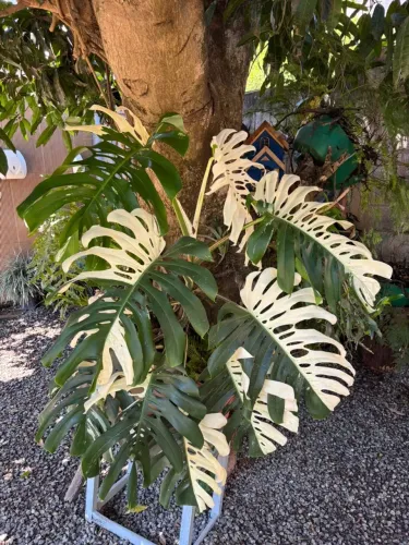 Monstera Deliciosa Albo Variegata - Matriz