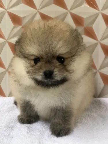 Lulu da Pomerânia 