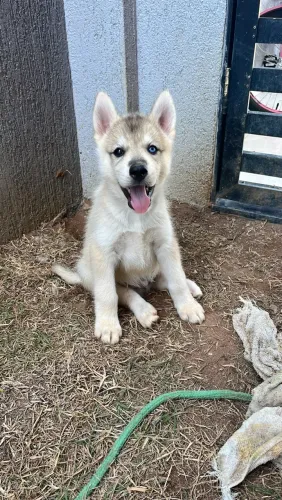 Husky siberiano